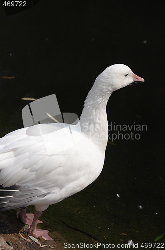 Image of White duck