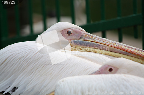 Image of Pelican