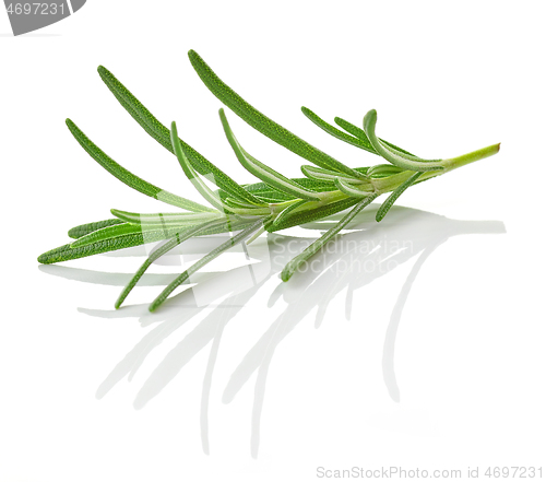 Image of fresh green rosemary