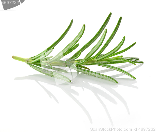 Image of fresh green rosemary