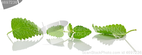 Image of fresh green melissa leaves