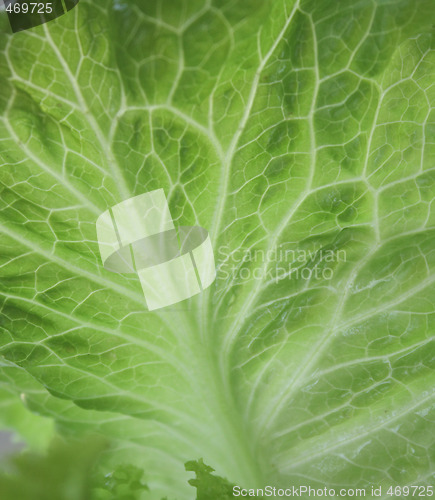 Image of Cabbage