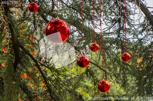 Image of Christmas decoration with with red Christmas balls on a tree in 