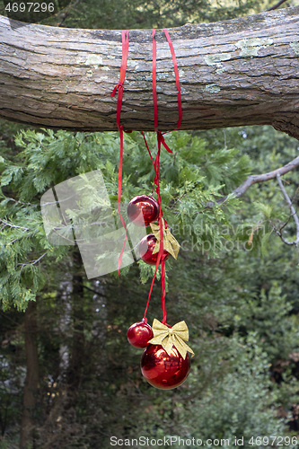 Image of Christmas decoration with with red Christmas balls on a tree in 