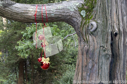 Image of Christmas decoration with with red Christmas balls on a tree in 