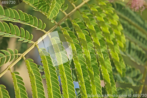 Image of Albizia leaves