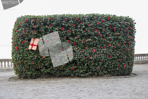 Image of Christmas decorations on a tree in a city park