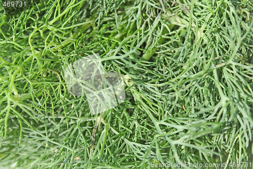 Image of Fennel