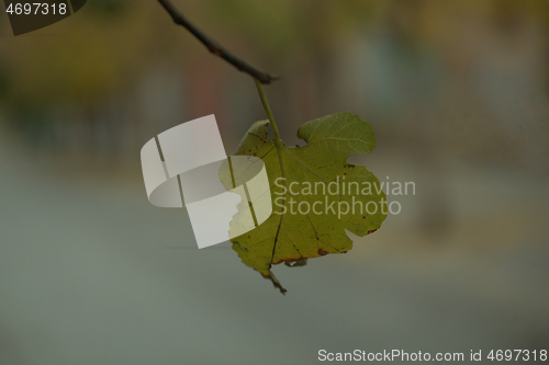 Image of Single yellow withering leaf on a tree