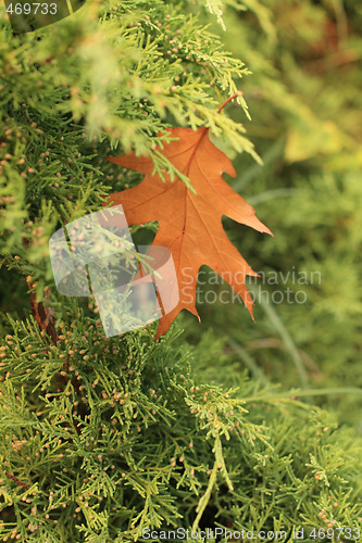 Image of Oak leaf