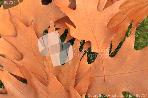 Image of Oak leaves