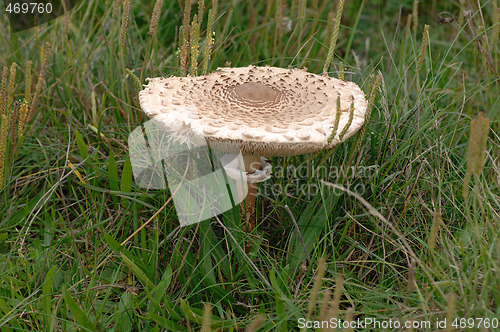 Image of Parasol mushroom