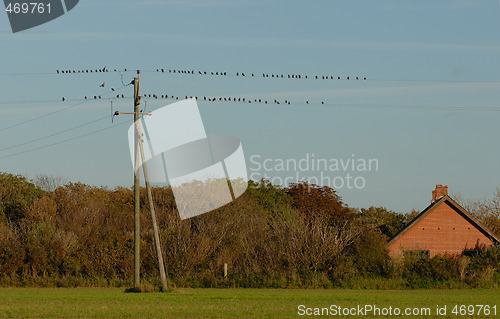 Image of Birds on power line