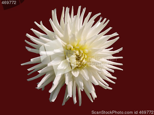 Image of White aster on a brown background