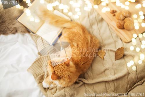 Image of red tabby cat lying on blanket at home in winter