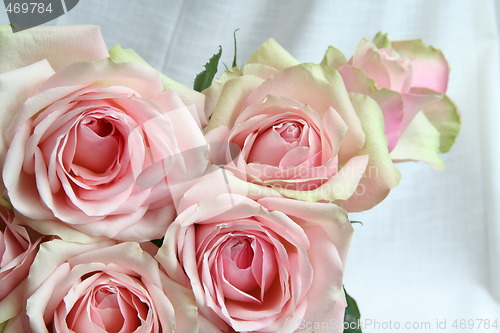 Image of Roses