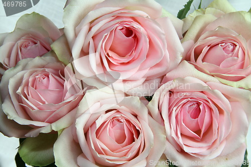 Image of Roses