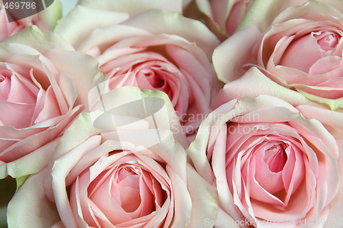 Image of Roses