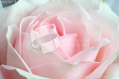 Image of Rose