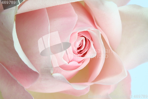 Image of Rose