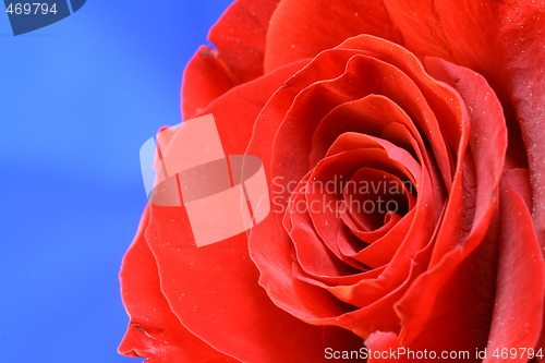 Image of Red roses