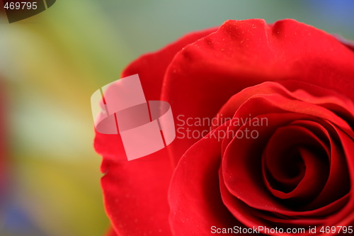 Image of Red Roses