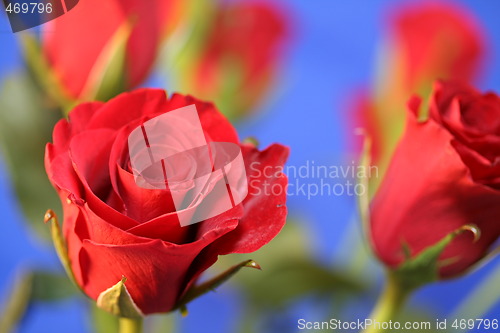 Image of Red roses