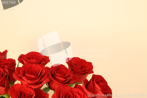 Image of Red roses