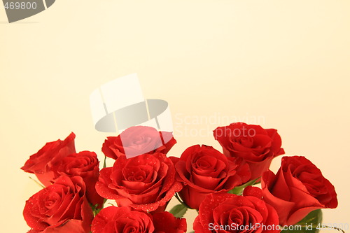 Image of Red roses