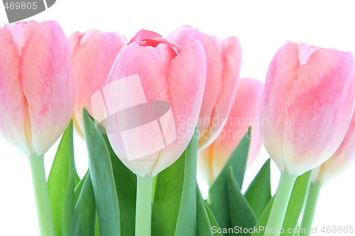 Image of Tulips