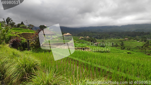 Image of Jatiluwih rice terrace day in Ubud, Bali