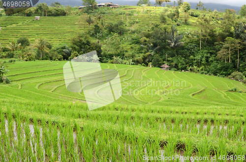 Image of Jatiluwih rice terrace in Ubud, Bali