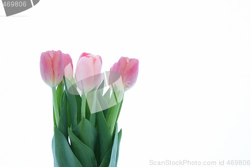 Image of Tulips