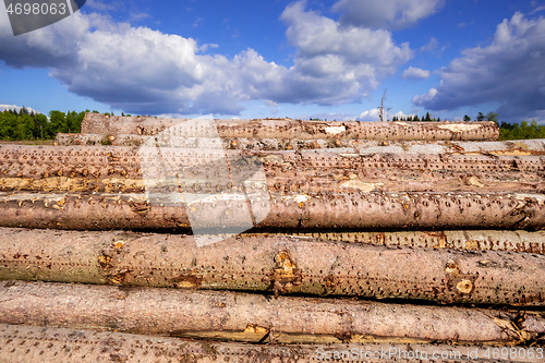 Image of stack of wood in the forest