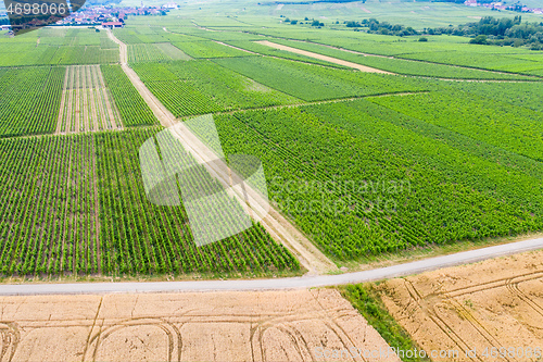 Image of aerial view vineyard scenery Alsace France