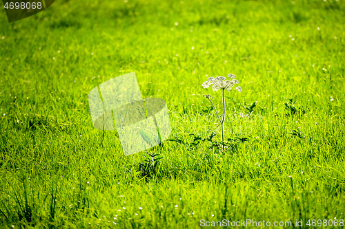 Image of flower on a green meadow with back light