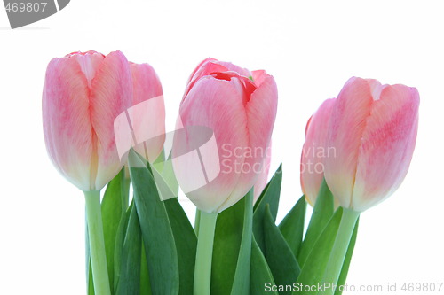 Image of Tulips