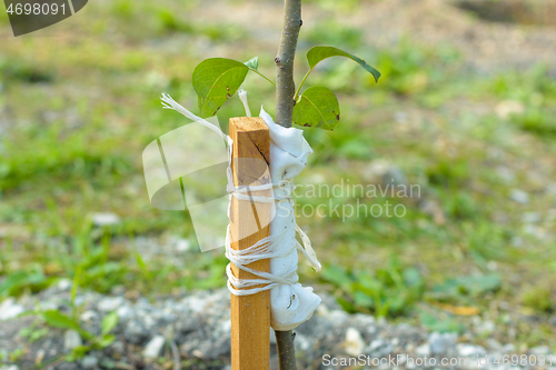 Image of Garter to a peg of a freshly planted pear sapling