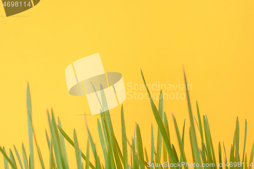 Image of Green sprouts of a lawn close-up on an orange background