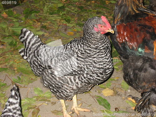 Image of White and black hen