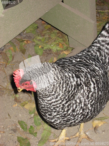 Image of Free range hen