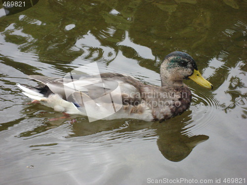 Image of Duck in a mirror lake