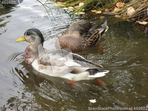Image of Ducks in water with leafs