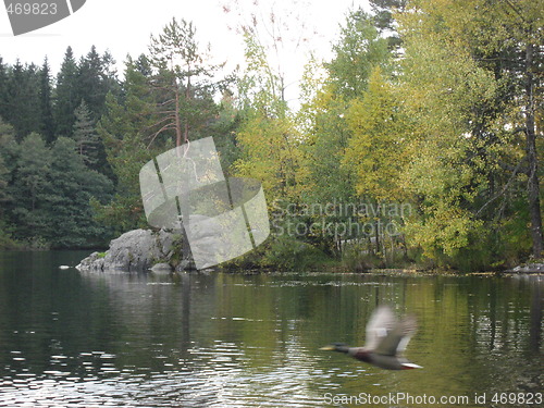 Image of Duck taking off from a lake