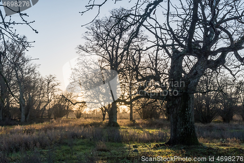 Image of Sunset by old oak trees
