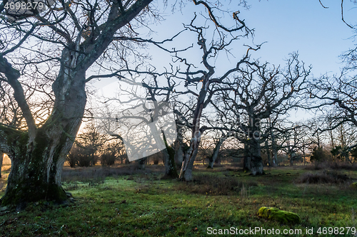 Image of Beautiful pastureland with old oak trees