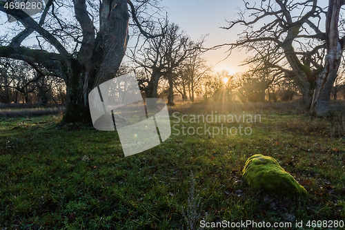 Image of Sunset by old majestic oak trees