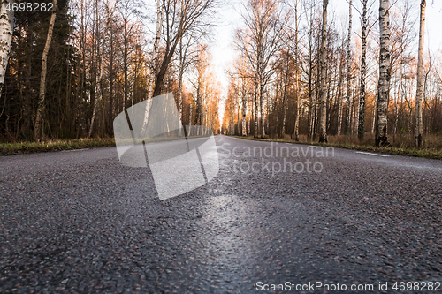 Image of Low angle image of a birch tree alley