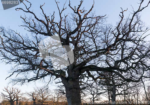 Image of Big oak tree crown