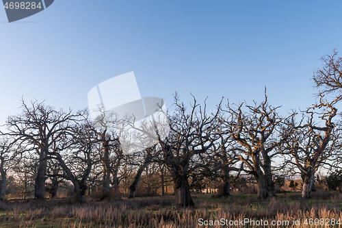 Image of Landscape with big old oak trees